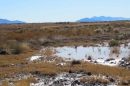 Ash Meadows National Wildlife Refuge