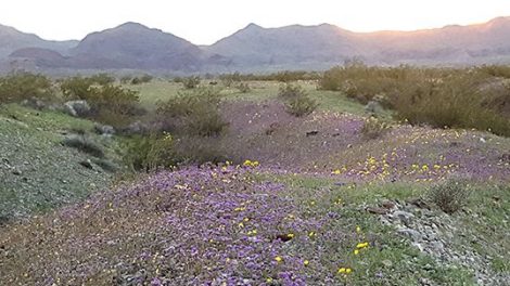 Dead Mountains Wilderness Area