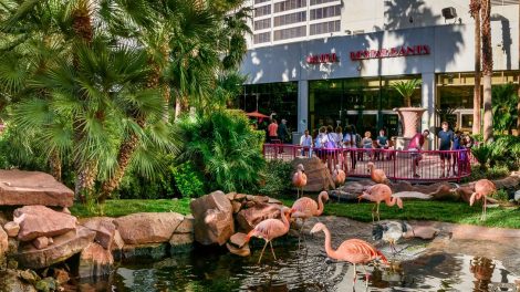 Flamingo Wildlife Habitat