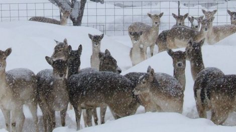 Grand Canyon Deer Farm