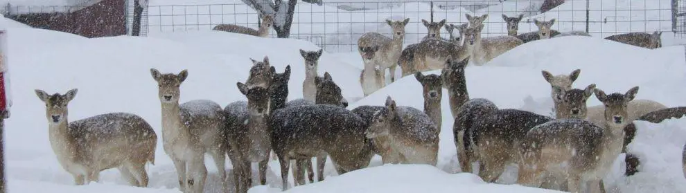 Grand Canyon Deer Farm