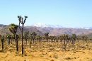 Joshua Tree National Park