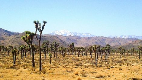 Joshua Tree National Park