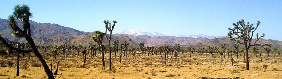 Joshua Tree National Park