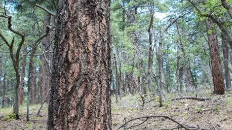 Kaibab National Forest