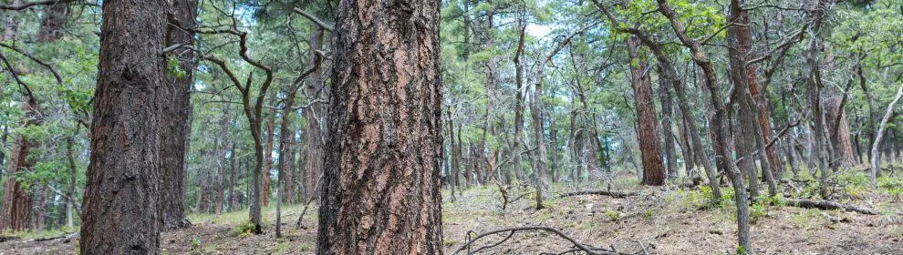 Kaibab National Forest