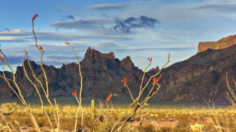 Kofa National Wildlife Refuge