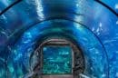 Shark Reef Aquarium