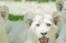 Siegfried & Roy’s Secret Garden And Dolphin Habitat