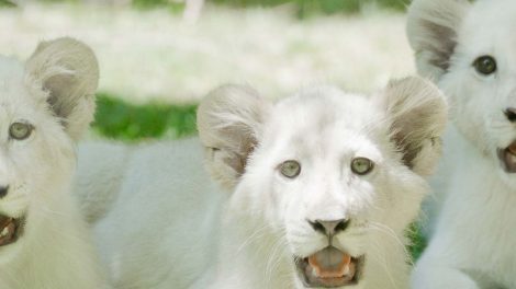 Siegfried & Roy’s Secret Garden And Dolphin Habitat