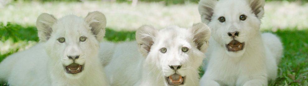 Siegfried & Roy’s Secret Garden And Dolphin Habitat